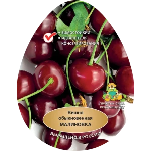 Вишня обыкновенная Малиновка h200 см Поиск Инвест 84399288 STLM-2184864