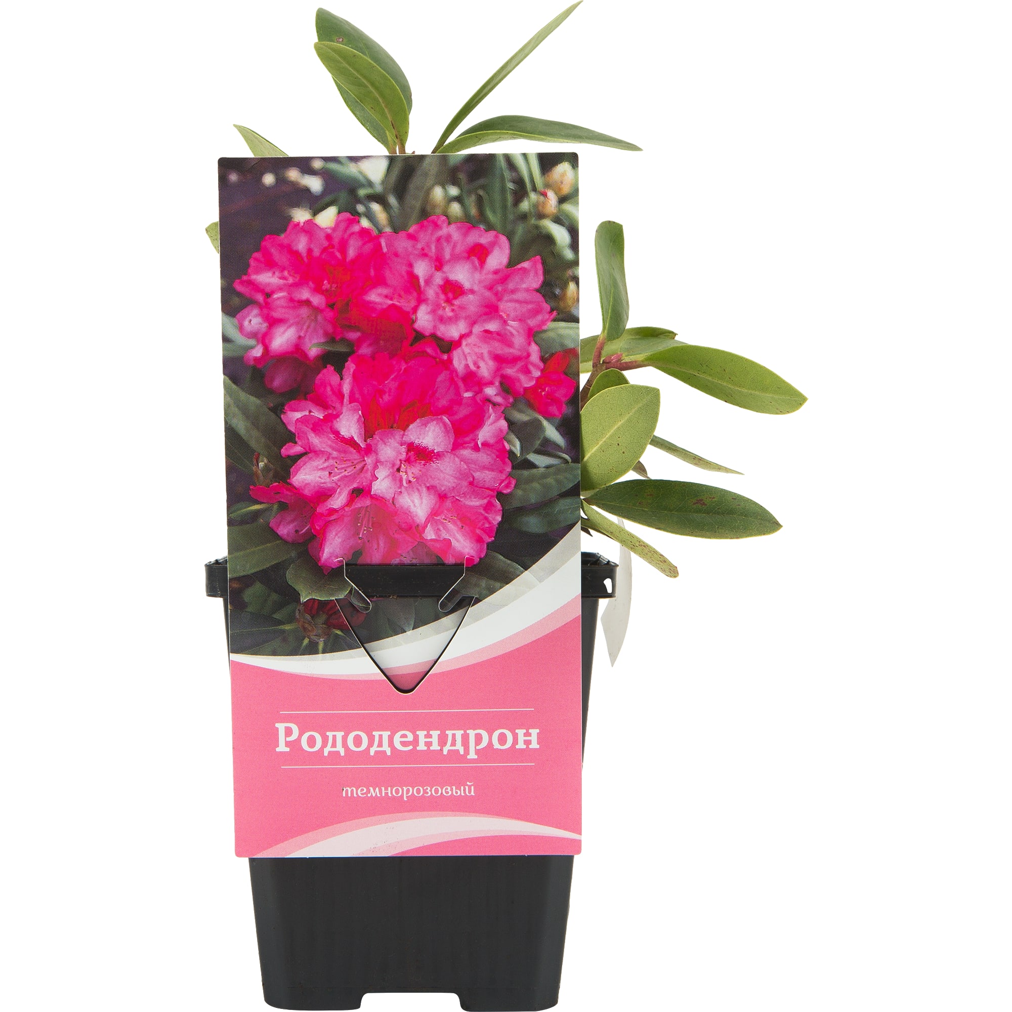 82601840 Рододендрон гибридный «Орнамент» 9x20 см Santreyd 