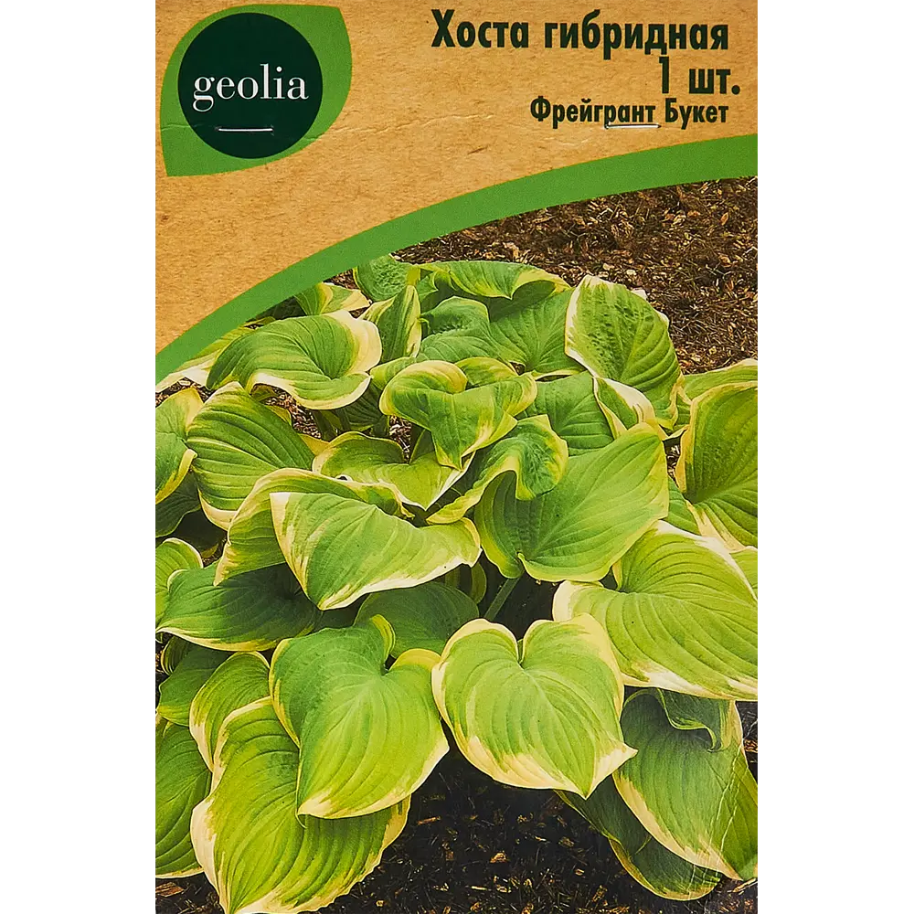 Хоста гибридная Фрейгрант Букет Santreyd STLM-2212405