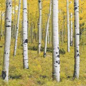 SH069-VD4-Orange-Forest Фотообои Komar Stefan Hefele 2.5х4 м