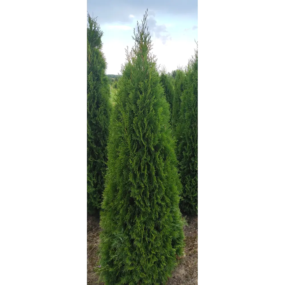 Туя западная Смарагд h220-240 см 85088173 STLM-2057472 Santreyd 