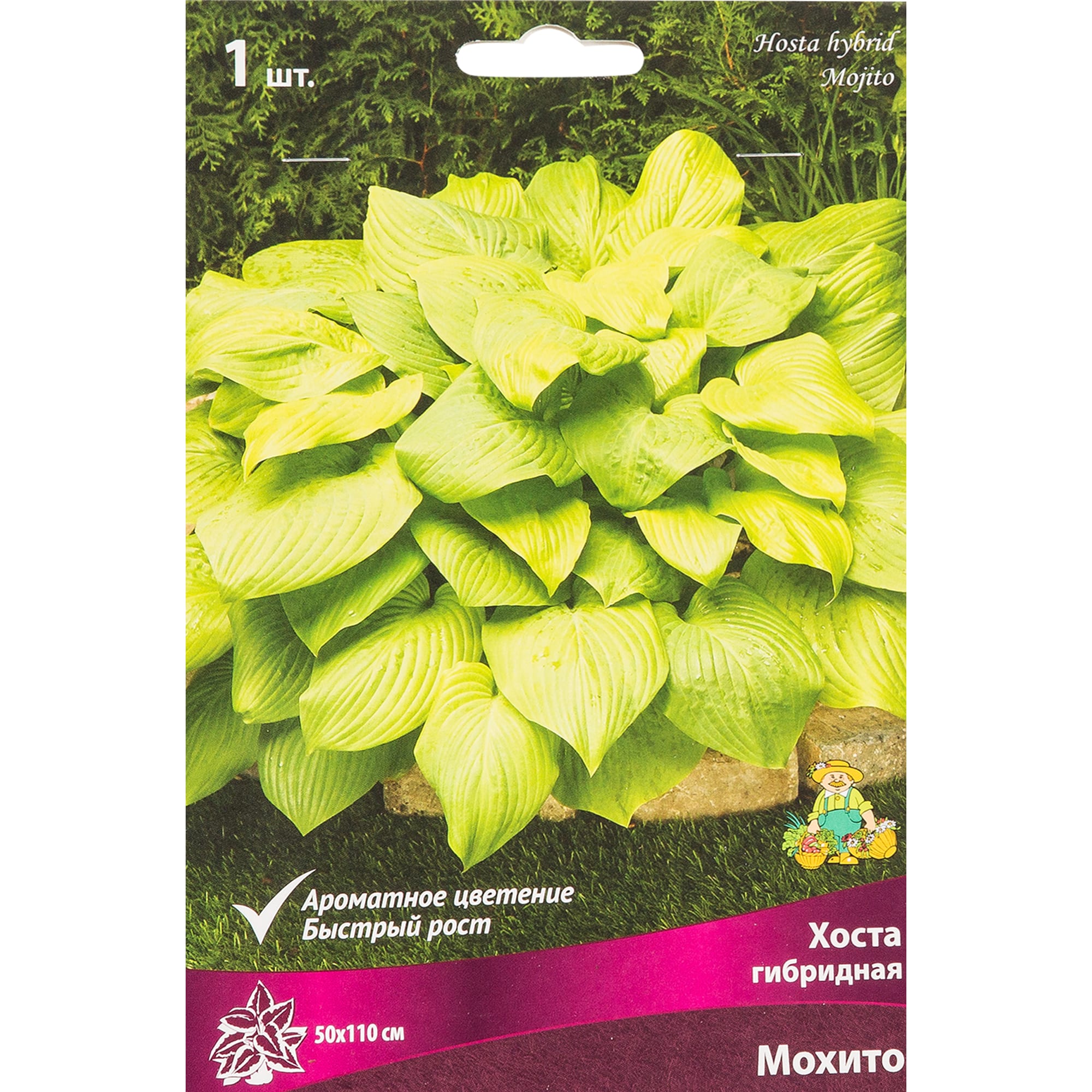 82319599 Хоста гибридная «Мохито», размер луковицы I Santreyd 