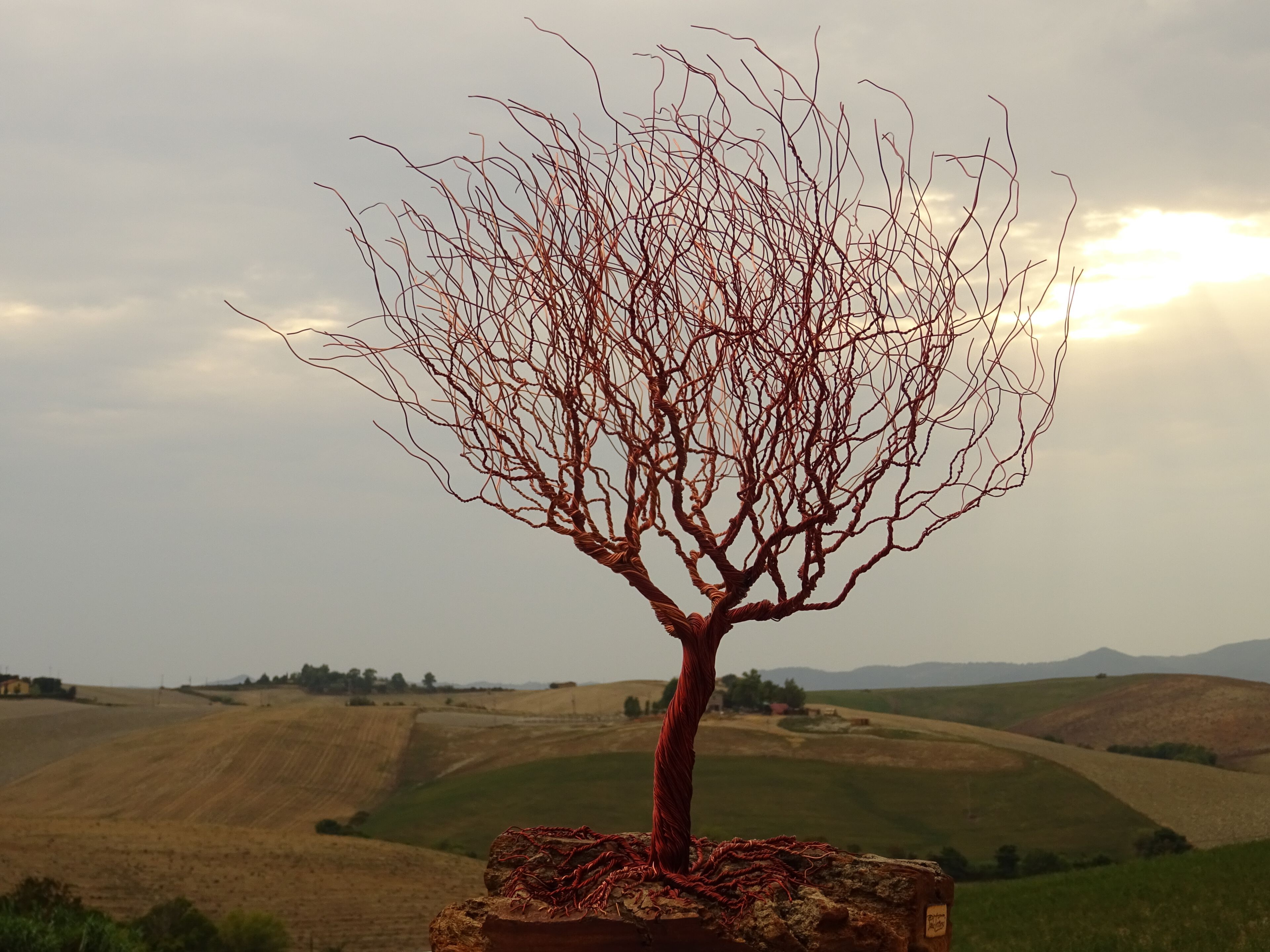 Скульптура из алюминия и оливкового дерева Mosche Bianche Zen Bonsai ARCH-00115115 - Вид №2