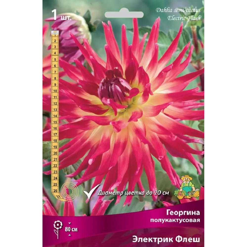 Георгина полукактусовая Электрик Флеш 89452211 STLM-2099347 ПОИСК 