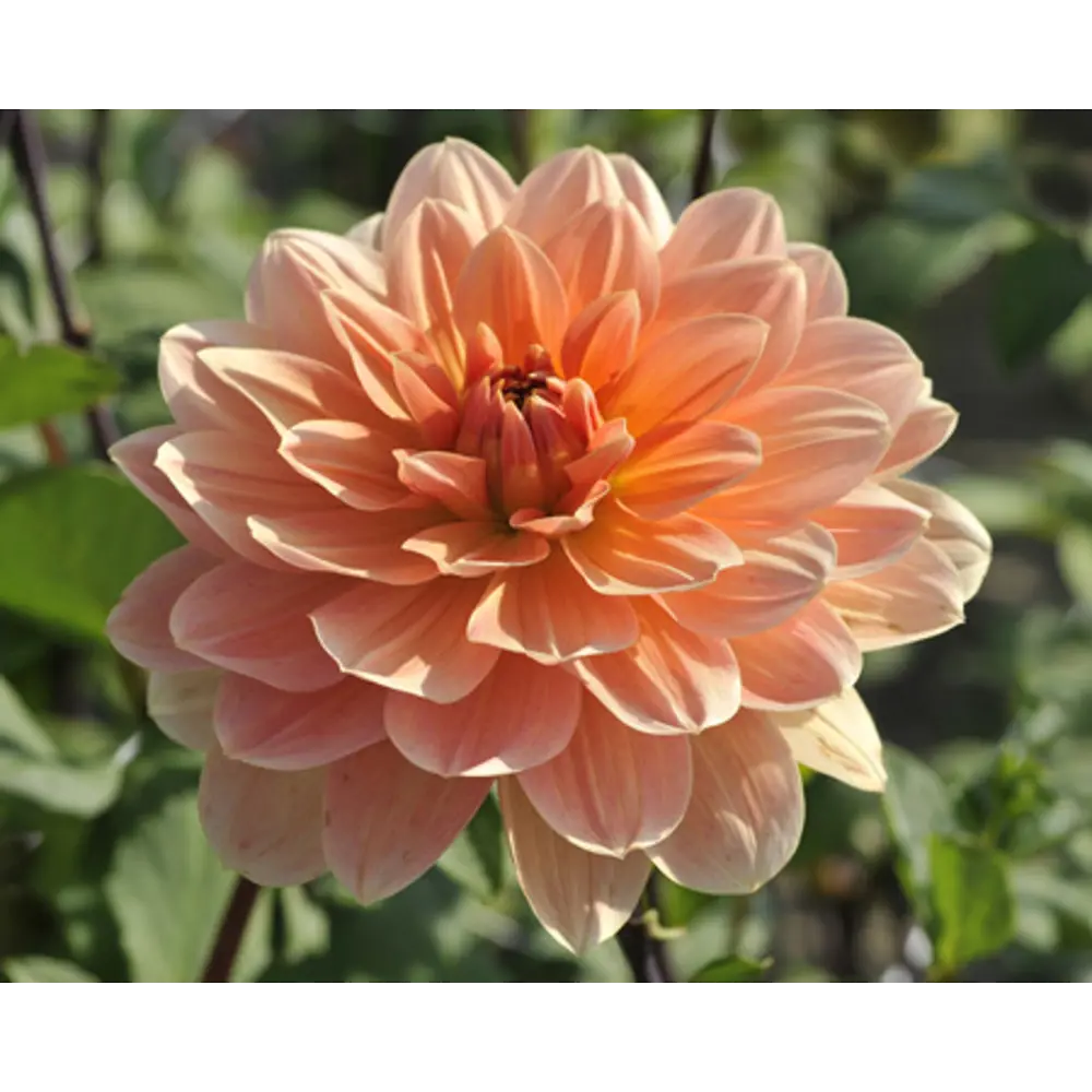 Георгина Эприкот Дезайя I, 1 шт 82539325 STLM-2059640 BLOOMING LIFE  - Вид №2