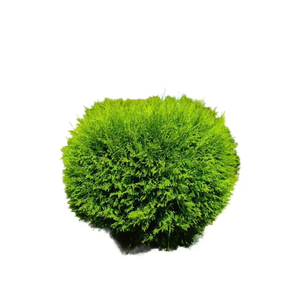 Туя западная Вудварди Santreyd ø60-80 h80 см - вечнозеленый хвойник для ландшафтного дизайна 89386832 STLM-1519251