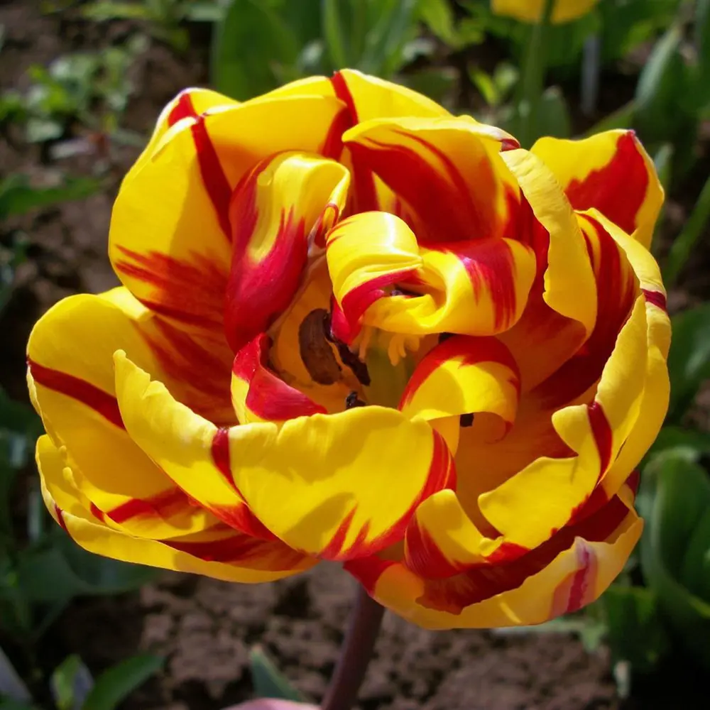 Тюльпан Golden nizza GEOLIA 11/12 10/9 STLM-2050596