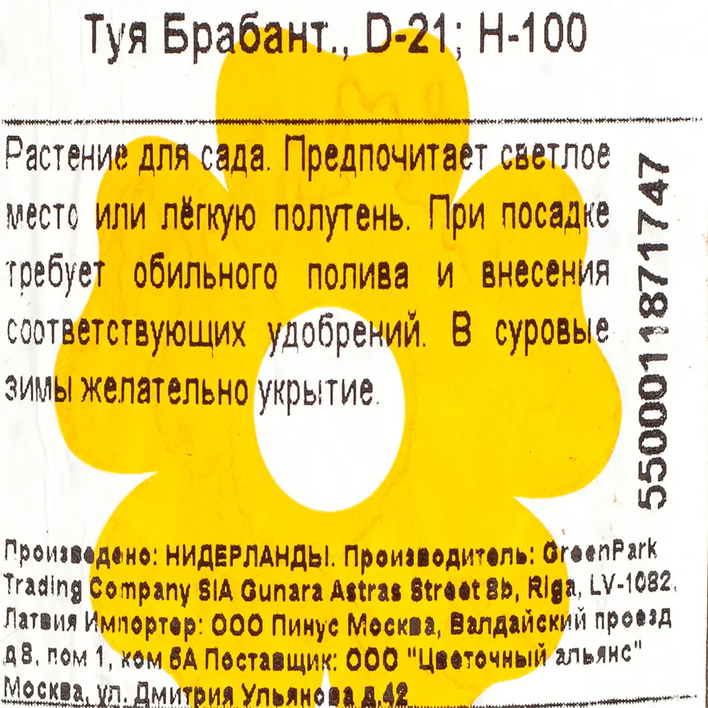 Туя occ brabant ø21 h100 11297110 STLM-2026823 Santreyd  - Вид №1