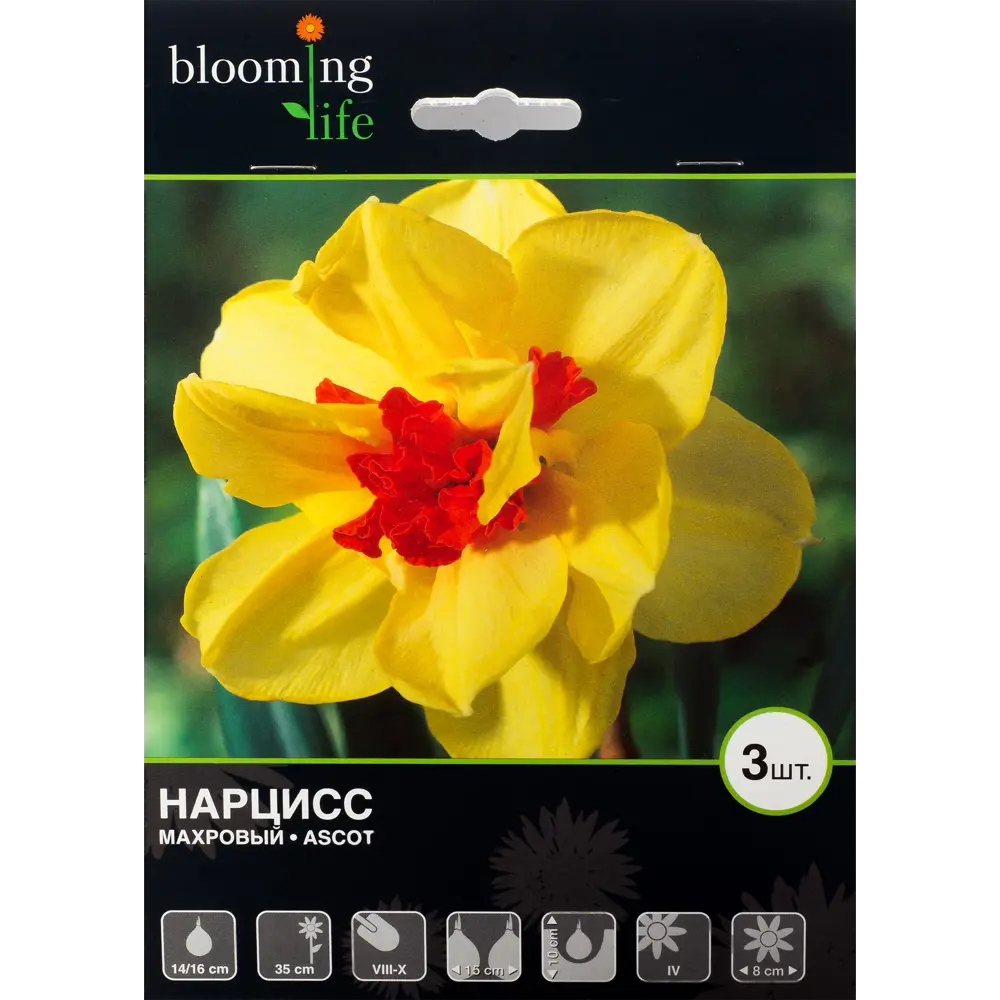 Нарцисс Эскот 14/16, 3 шт. 13277172 STLM-2167759 Santreyd 