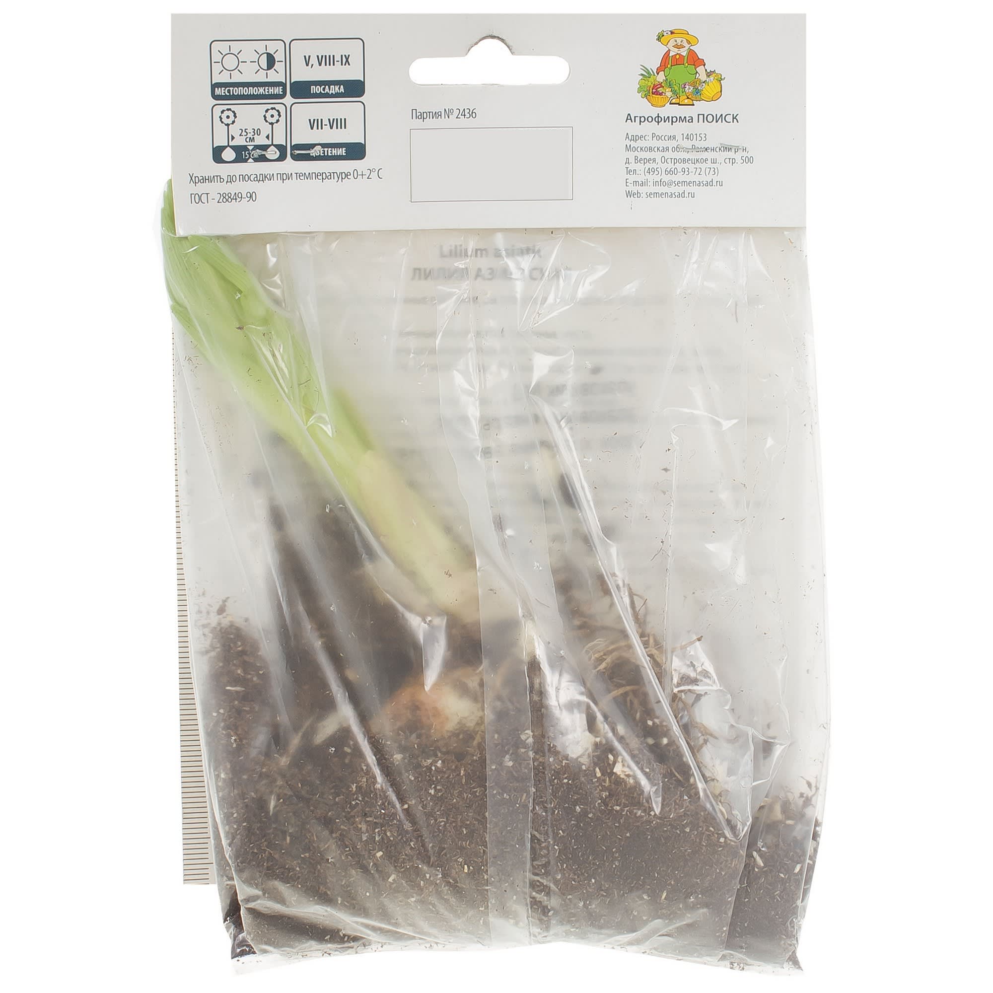 81945447 Лилия азиатская Танго «Блэк Ай» Santreyd  - Вид №1