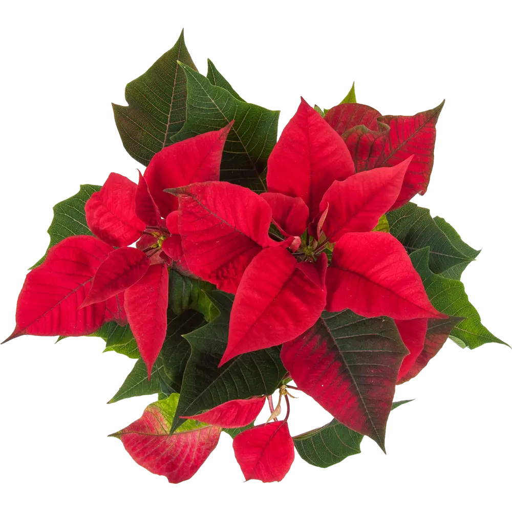 82941551 Пуансеттия микс 15 см STLM-1344270 Santreyd  - Вид №1