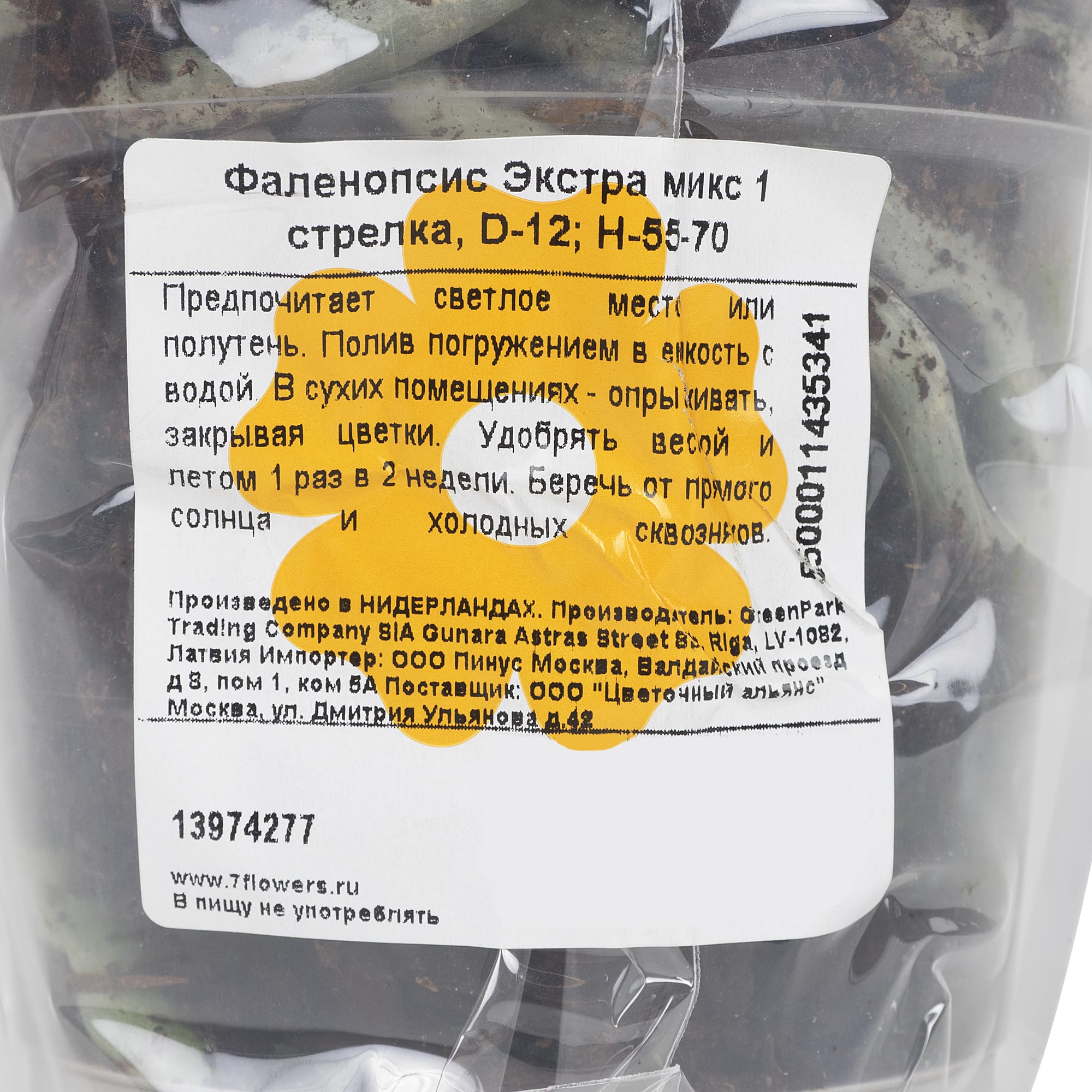 13974277 Орхидея Фаленопсис Экстра микс 1 стебель ø12 h55 - 70 см Santreyd  - Вид №6