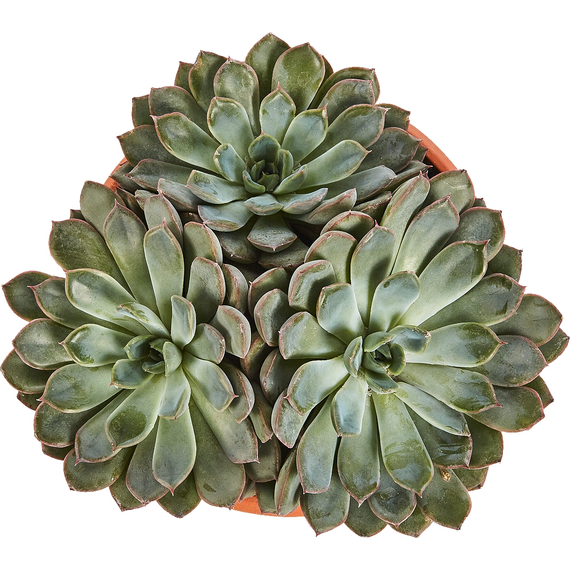 82850444 Ехеверия микс 17х30 см Santreyd  - Вид №1