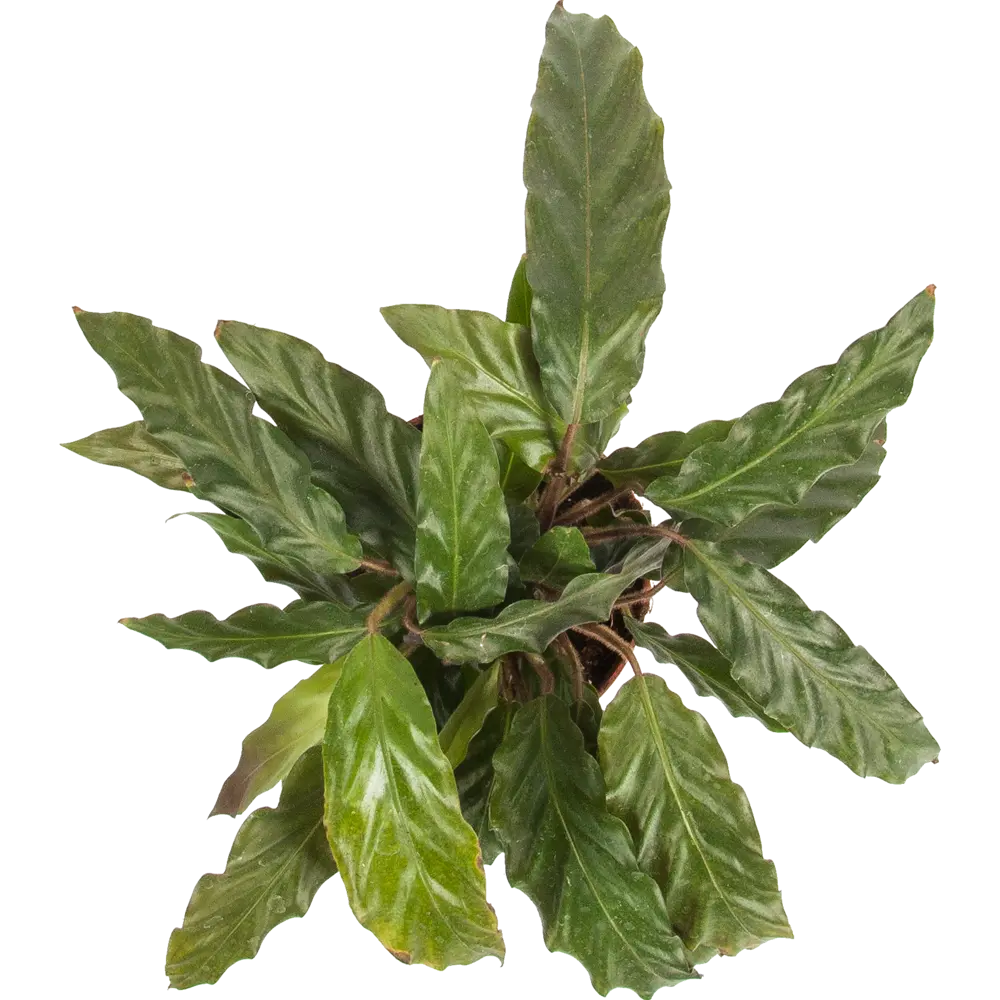 Santreyd Калатея микс - 5 декоративных сортов для интерьера 82548519 STLM-0029506 - Вид №1