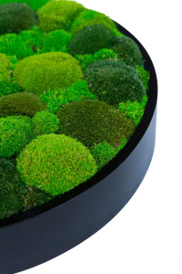 Растительная картина в лишайниках