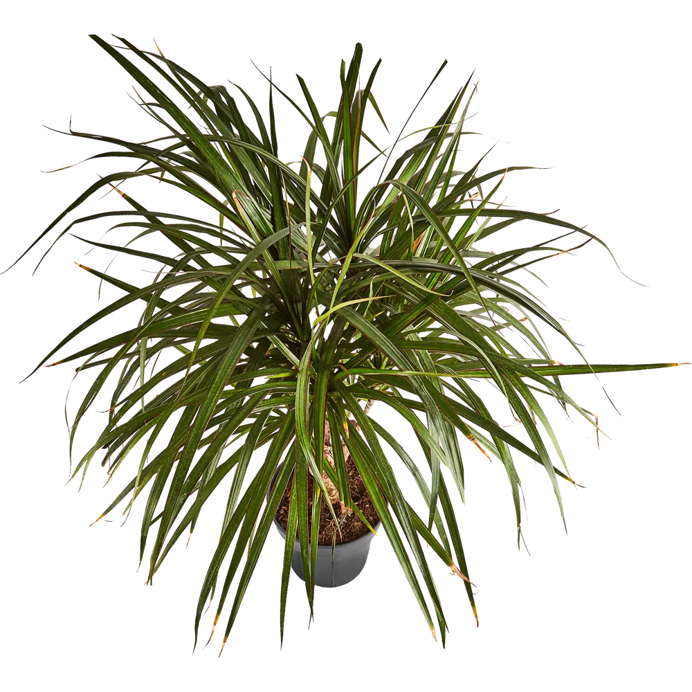 Драцена Гавайская Santreyd ø24 h90-110 см - комнатное растение для озеленения 87819508 STLM-0949714 - Вид №2