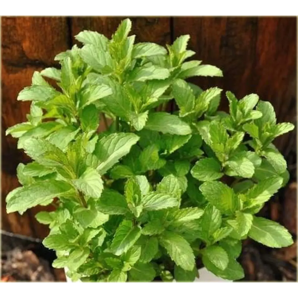 Мята перечная Santreyd STLM-2102467