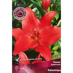 Лилия азиатская Кансепшн 1 шт. 83588524 STLM-2145073