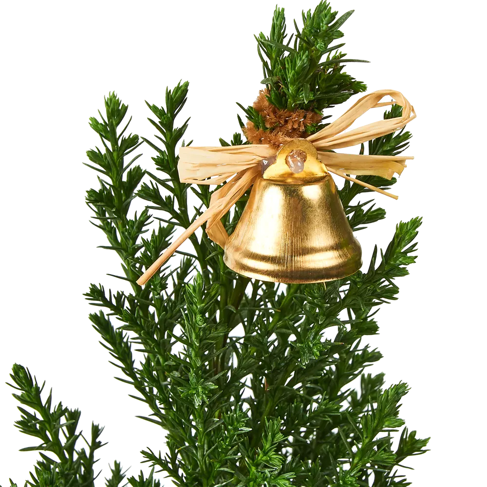 Кипарисовик Элвуди PTK113 ø9 h32-35 см Santreyd STLM-2085700 - Вид №2