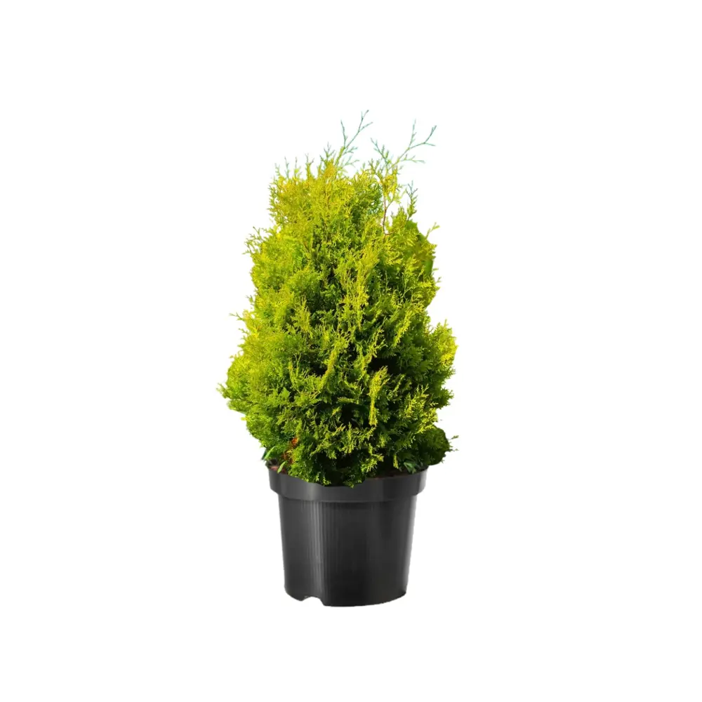 Туя западная Голден Брабант ø38 h208 см Santreyd STLM-2135074