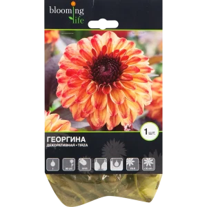 Георгина «Тирза» 82539304 STLM-2186306