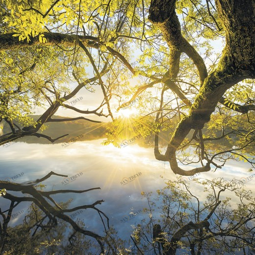 SH080-VD4-Golden-Embrace Фотообои Komar Stefan Hefele 2.5х4 м SH080VD4GOLDENEMBRACE