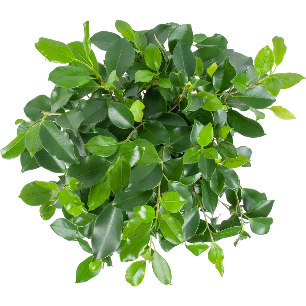 Фикус микрокарпа "Нитида переплет" 21x90 см 82850360 STLM-2090188 Santreyd  - Вид №1