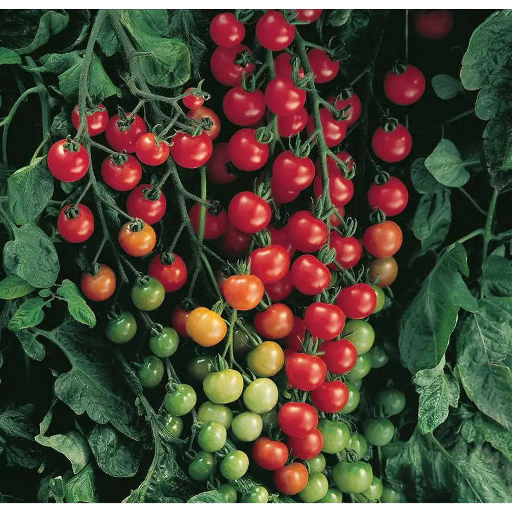 Томат черри микс ø12 h15 см Santreyd STLM-2164000