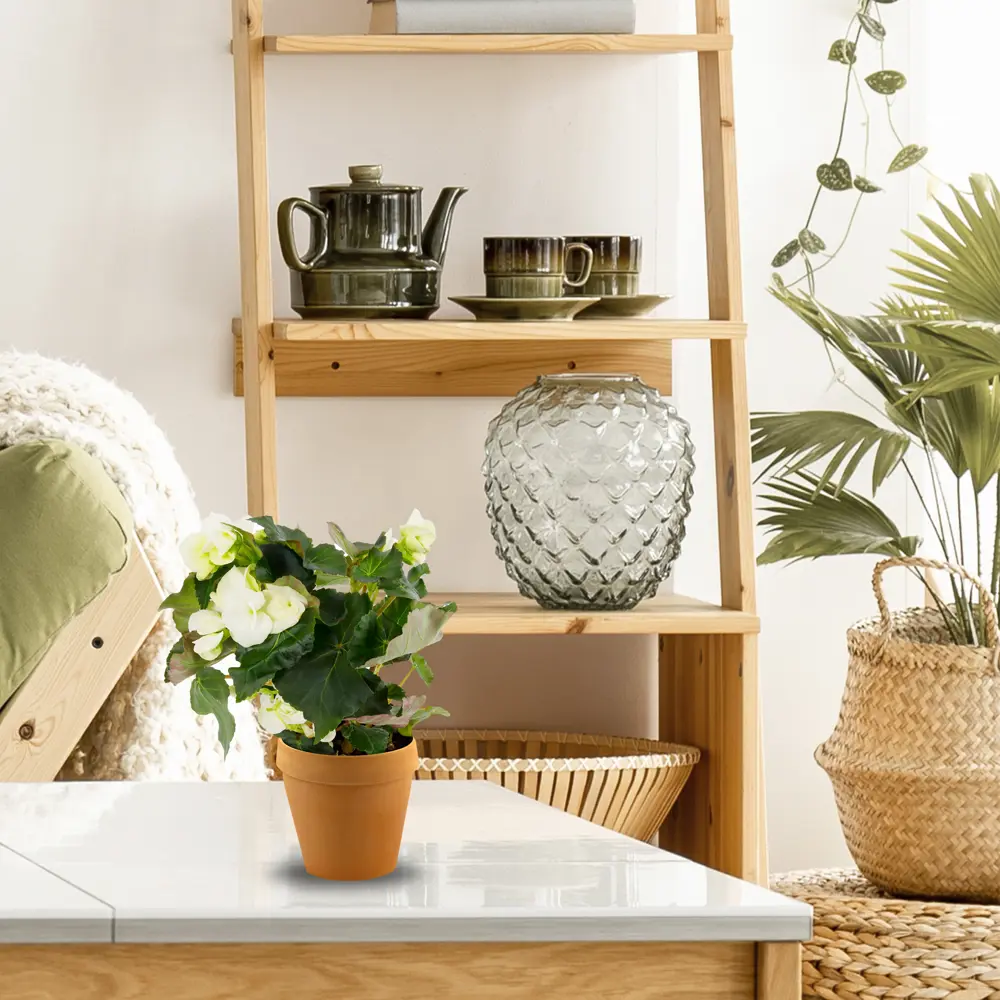 Бегония Элатиор Santreyd — вечное цветение в вашем доме 12510729 STLM-1373320 - Вид №4