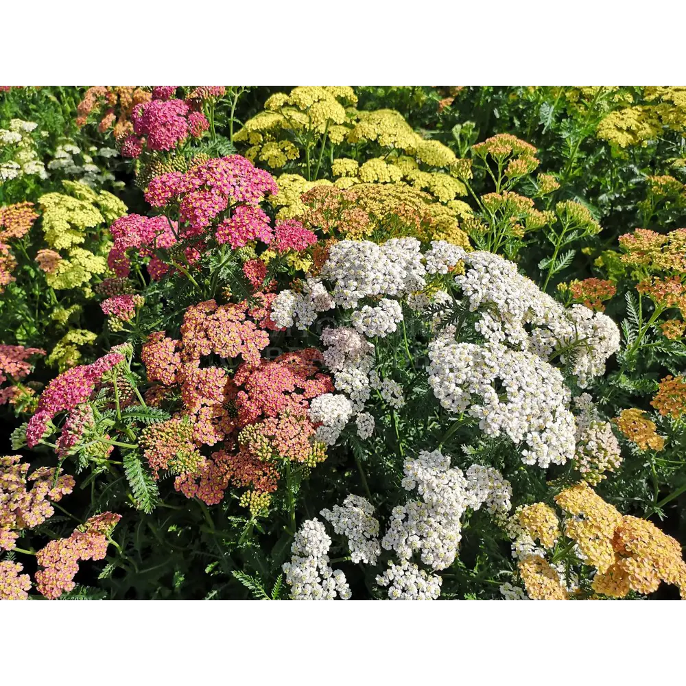 Тысячелистник микс ø17 h15 - 25 см 89392172 STLM-2157922 Santreyd 