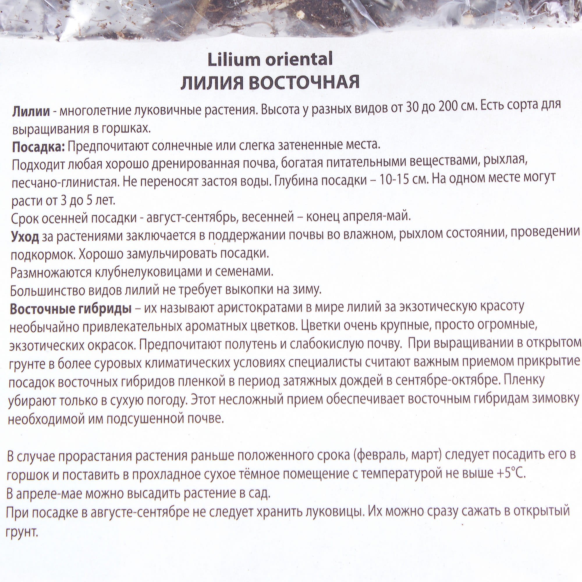 81945445 Лилия восточная «Алма-Ата» Santreyd  - Вид №2