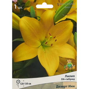 Лилия ла-гибрид Дезерт Инн 85205749 STLM-2116394