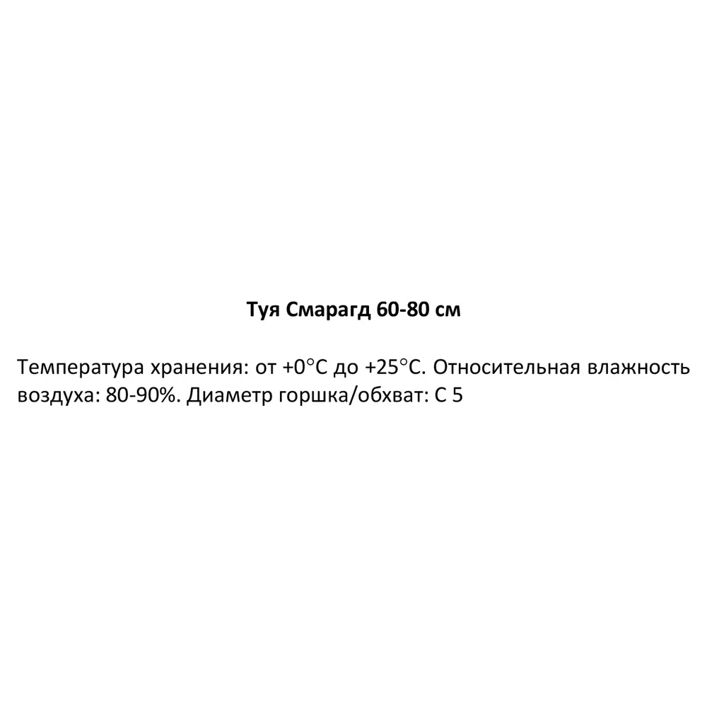 Туя западная Смарагд ø22.5 см h60-80 см 85088227 STLM-2082886 Santreyd  - Вид №2