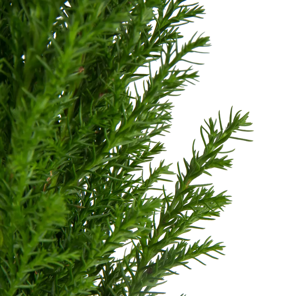 Кипарисовик Элвуди 9x35 см Santreyd STLM-2120657 - Вид №1