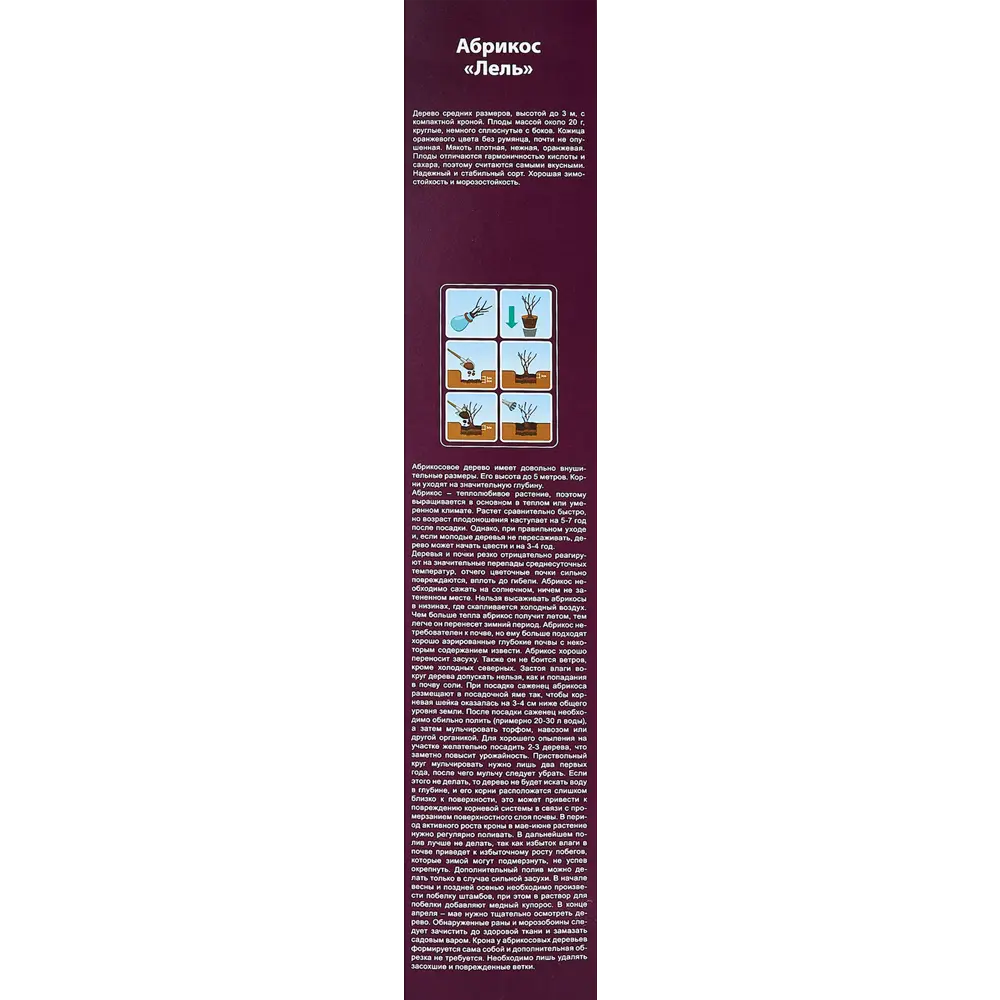 Абрикос Лель туба h30 см 86745573 STLM-2199886 Santreyd  - Вид №2