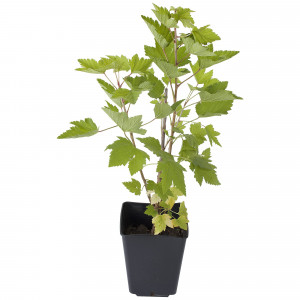 16400421 Смородина красная в ассортименте, 2-3 года