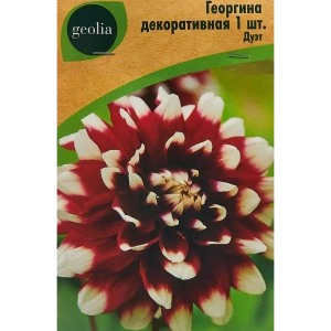 Георгина Geolia декоративная Дуэт