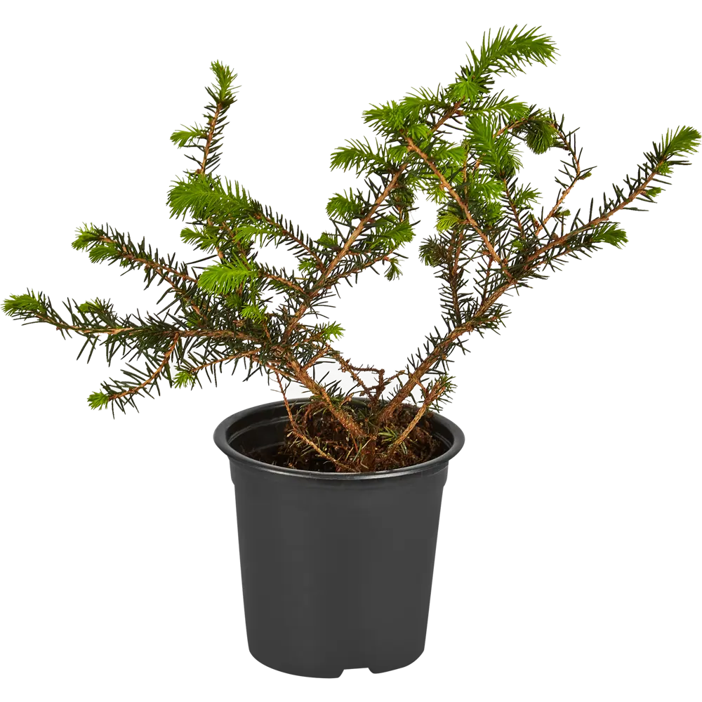 Santreyd Ель сербская Карел - компактное хвойное украшение сада 87718626 STLM-0953667