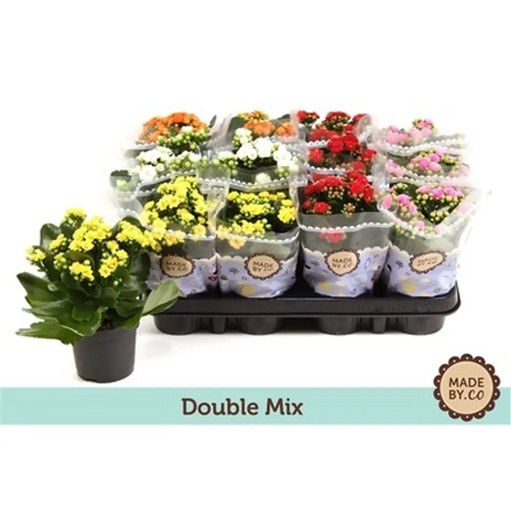 Santreyd Каланхое махровый микс — цветущее украшение интерьера 84450739 STLM-0050226 - Вид №4