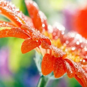 WP02452 Фотообои Verol Фотообои decoline 1х1 м