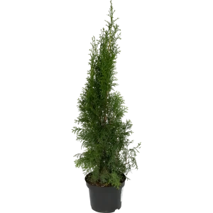 Туя западная «Смарагд» 2.5 л h60 см 82219053 STLM-2083678