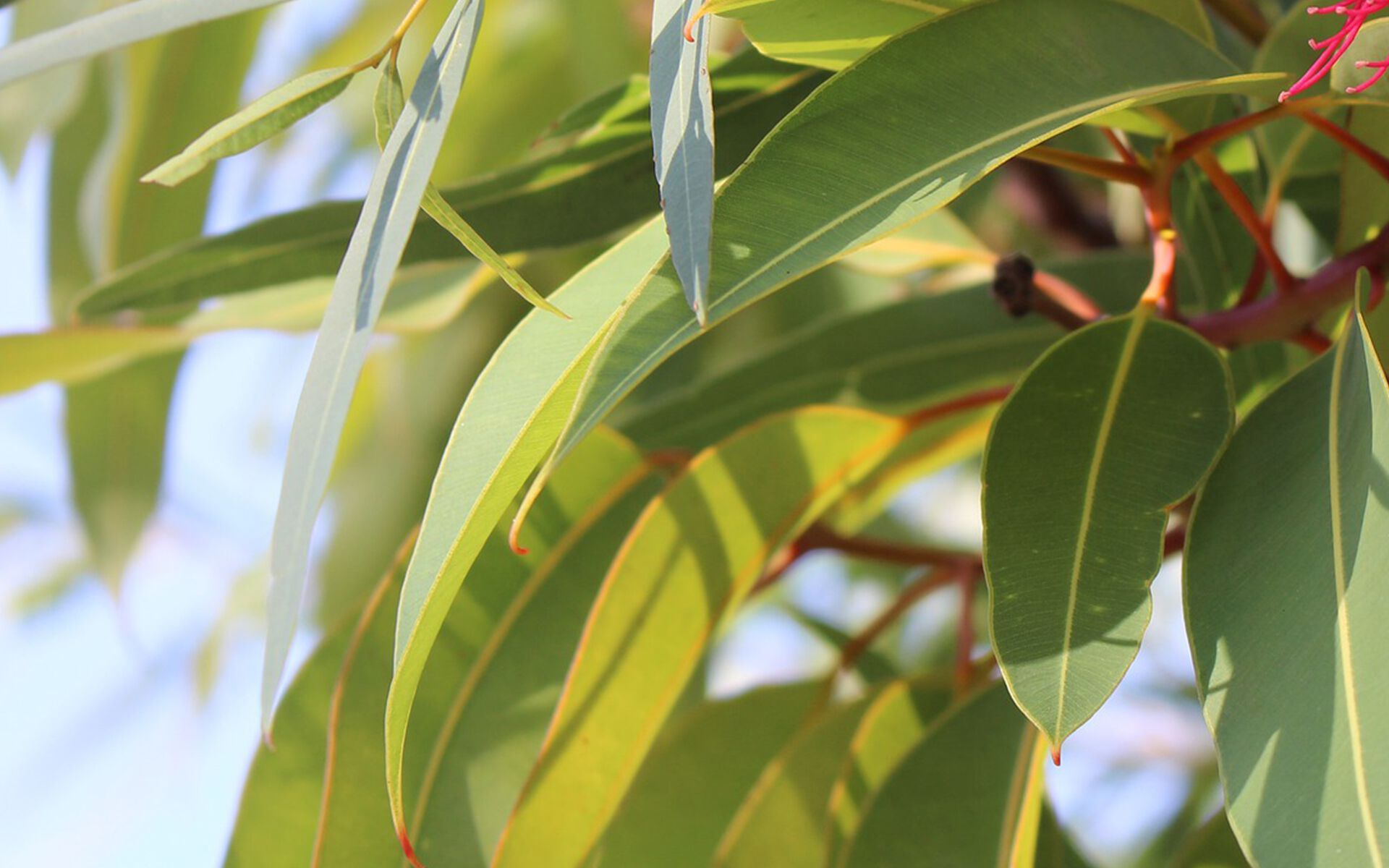 Набор для спа-ароматерапии Aquademy AROMATERAPIA IN ACQUA ARCH-00083585 - Вид №13