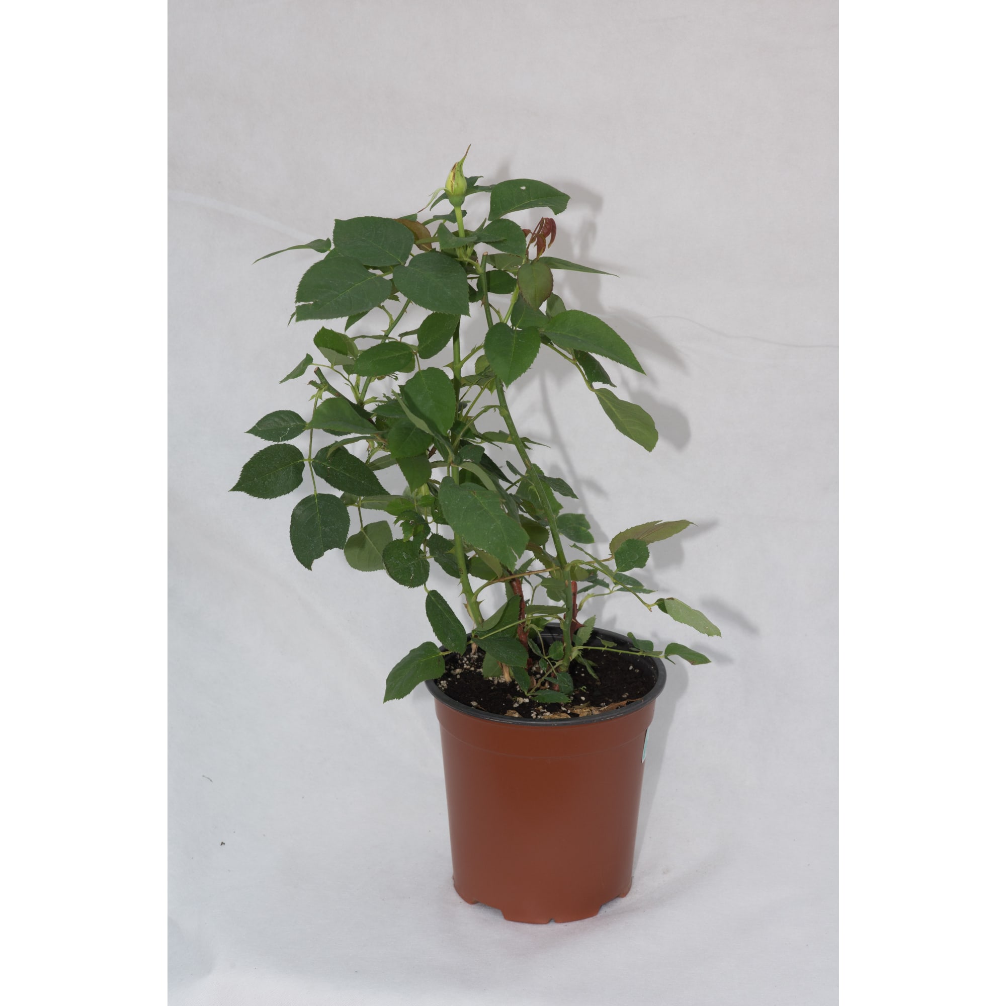 85324136 Роза чайно-гибридная Фредерик Мистраль ø18.5 h30 см Santreyd  - Вид №1