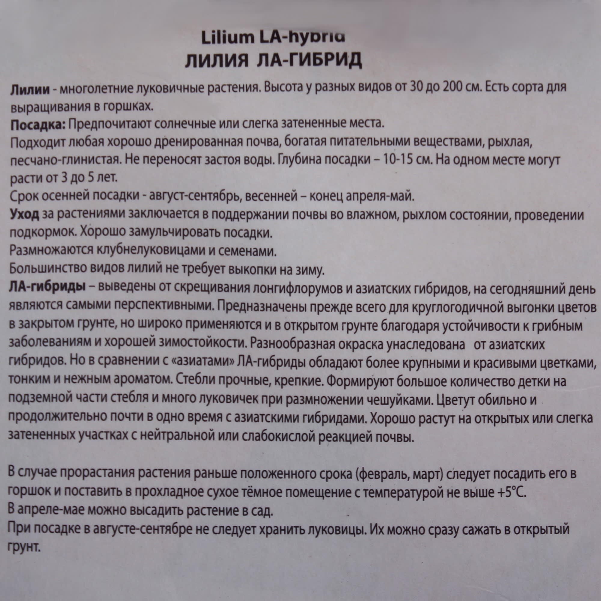 82000183 Лилия ЛА-гибрид «Фиамма», высота 50 см, 1 шт Santreyd  - Вид №2