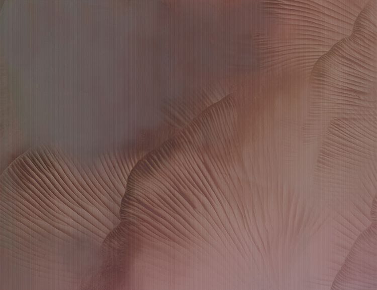 Нетканые обои Tecnografica Natural Shapes ARCH-00044355 - Вид №8