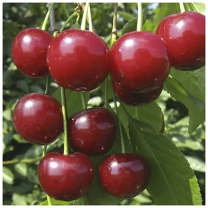 Дюк Краса севера ø22 h120 см 89365296 STLM-2194945