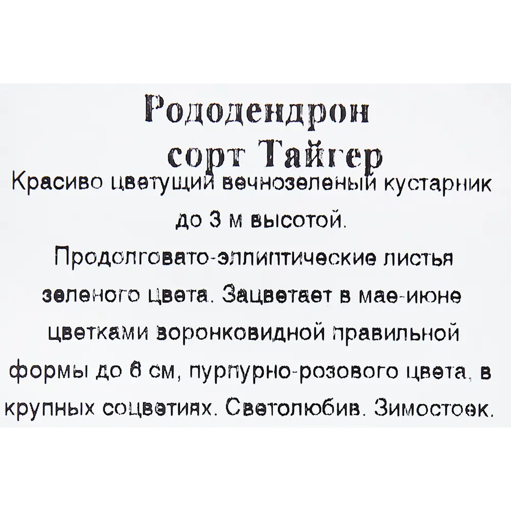 Рододендрон «Тайгер» в коробке 82155624 STLM-2141124 Santreyd  - Вид №1