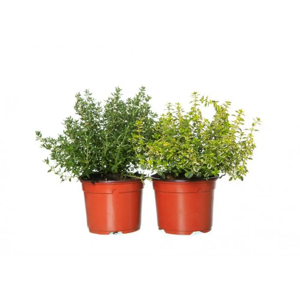 Тимьян микс Santreyd STLM-2106380