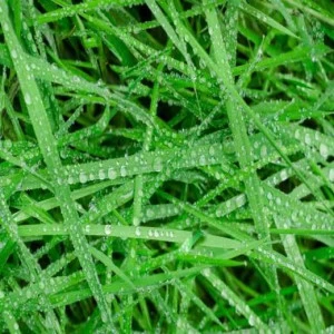 WP01831 Фотообои Verol Фотообои decoline 1х1 м