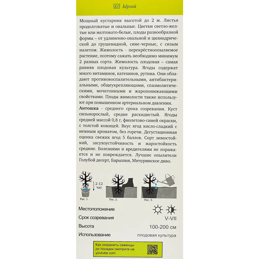 Жимолость съедобная Антошка h35 см 89353415 STLM-2208740 Santreyd  - Вид №2